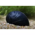 Neritina black helmet