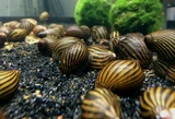 Neritina zebra paralella