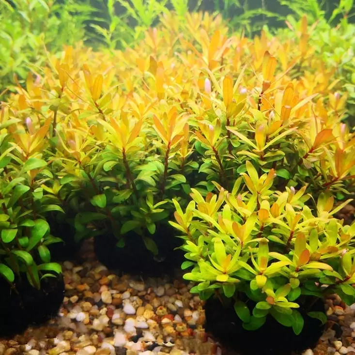 Nesaea gold