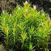 Nesaea pedicellata - RA koszyk du�y XXL