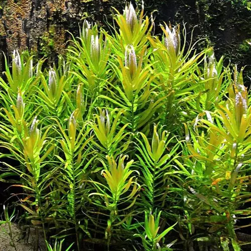 Nesaea pedicellata - RA koszyk duży XXL
