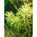 Nesaea pedicellata - RA koszyk du�y XXL