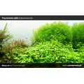 No�yczki RA Grass Scissors [25cm] - do ro�lin trawnikowych HIT!!!