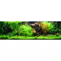 Nymphaea lotus (Lotos czerwony) - RA koszyk