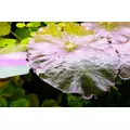 Nymphaea lotus (Lotos czerwony) - RA koszyk