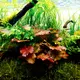 Nymphaea lotus (Lotos czerwony) - RA koszyk