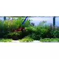 Nymphaea lotus zenkeri - lotos czerwony nakrapiany - TROPICA (koszyk)