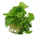 Nymphoides hydrophylla Taiwan (in-vitro) puszka 7cm TROPICA 12GROW