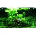Nymphoides hydrophylla Taiwan (in-vitro) puszka 7cm TROPICA 12GROW