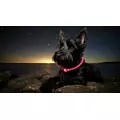 Obro�a LED czerwona M 55cm