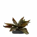 Pilea Spruceana (Silver Tree) - Wio Plant