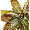 Pilea Spruceana (Silver Tree) - Wio Plant
