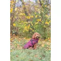 Pirou, p�aszczyk zimowy z szelkami, dla psa, sangria, S: 36cm
