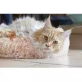 Pluszowe legowisko be�owe M 60cm