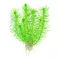 Pogostemon deccanensis (Brodzie� deka�ski) Pogostemon erectus - TROPICA (koszyk)