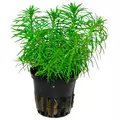Pogostemon deccanensis (Brodzie� deka�ski) Pogostemon erectus - TROPICA (koszyk)