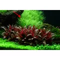 Pogostemon deccanensis (Brodzie� deka�ski) Pogostemon erectus - TROPICA (koszyk)