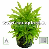 Pogostemon helferi (koszyk).