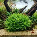 Pogostemon helferi (koszyk).