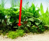 Pogostemon helferi - TROPICA (koszyk)