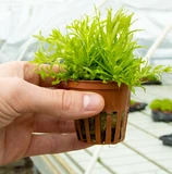 Pogostemon helferi - TROPICA (koszyk)