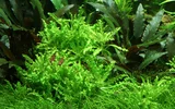 Pogostemon helferi - TROPICA (koszyk)