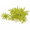 Pogostemon helferi - TROPICA (koszyk)