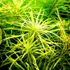 Pogostemon octopus - RA koszyk du�y XXL