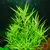 Pogostemon yatabeanus - in-vitro Aqua Art