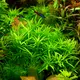 Pogostemon yatabeanus - RA koszyk XXL