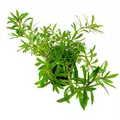 Pogostemon yatabeanus - RA koszyk XXL