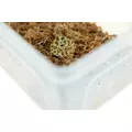 Pojemnik hodowlany BREEDING BOX