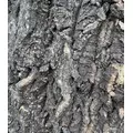 Progrow Cork Bark 40-50cm 1kg