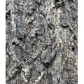 Progrow Cork Bark 55-70cm 1kg