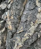Progrow Cork Bark 55-70cm 1kg