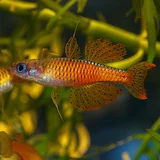 Pseudomugil paskai