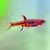 Razbora bornea�ska - Rasbora brigithae (boraras)