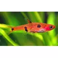Razbora plamista - Boraras maculatus