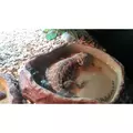 Repti-Zoo miska na wod� L [20x16x5cm] 