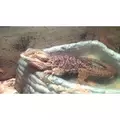Repti-Zoo miska na wod� M [15x12x4cm] 