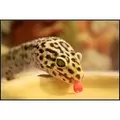 Repti-Zoo miska na wod� S [11x8x3cm] 