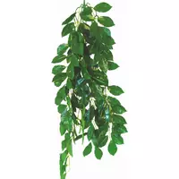 Ro�lina terrarium Ficus 70cm