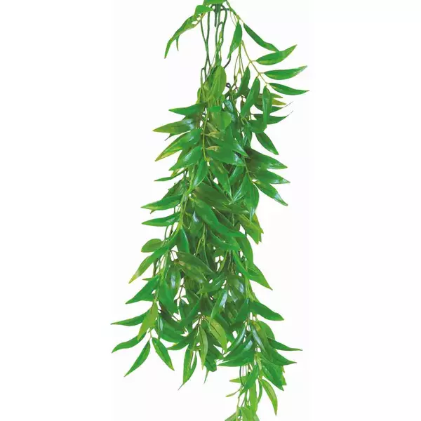 Ro�lina terrarium Ficus Longifolia 70cm