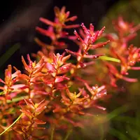 Rotala butterfly mini - RA koszyk duży XXL - RARYTAS