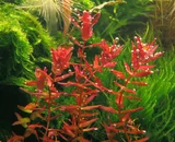 Rotala butterfly mini - RA koszyk du�y XXL - RARYTAS
