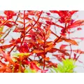 Rotala butterfly mini - RA koszyk du�y XXL - RARYTAS