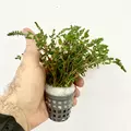 Rotala butterfly mini - RA koszyk du�y XXL - RARYTAS