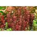 Rotala butterfly mini - RA koszyk du�y XXL - RARYTAS