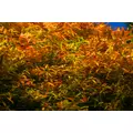 Rotala ceylon - RATAJ (koszyk)