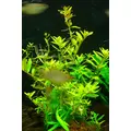 Rotala ceylon - RATAJ (koszyk)
